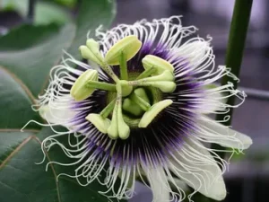 Passiflora edulis