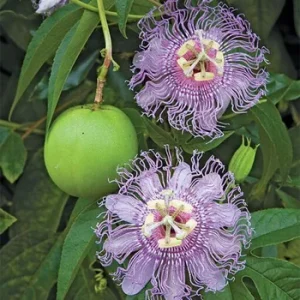 Passiflora incarnata