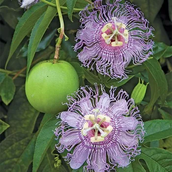 passiflora incarnata