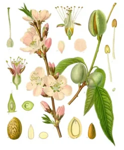 Prunus amygdalus