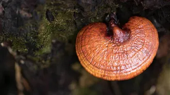 reishi