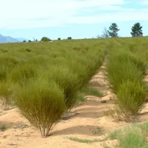 Rooibos