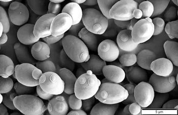 saccharomyces cerevisae