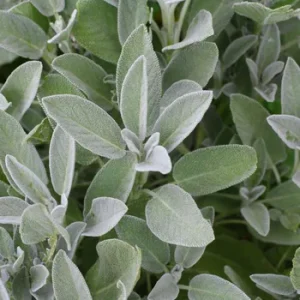 Salvia officinalis