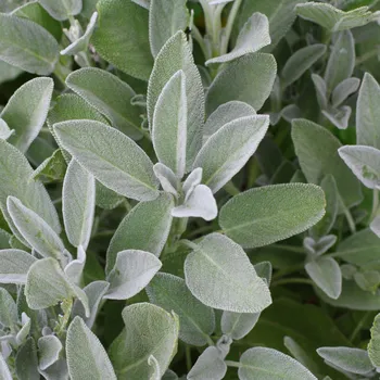 salvia officinalis