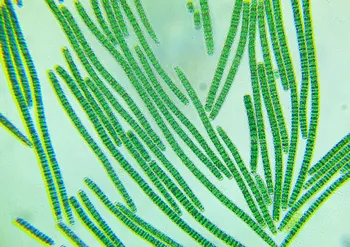 spirulina platensis