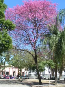 Tabebuia impetiginosa