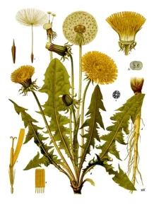 Taraxacum officinale