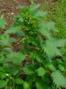 Urtica urens