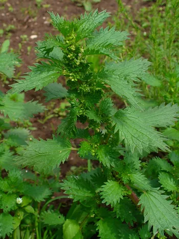 urtica urens