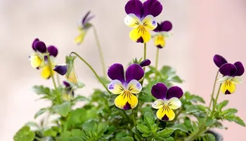 viola tricolor