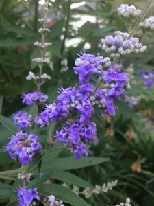 Vitex agnus-castus